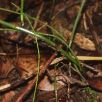 Equisetum ramosissimum  Desf.